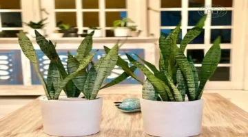 النباتات المنزلية تنقي هواء الشتاء وتحارب الاكتئاب وأمراض الموسم بفاعلية 1